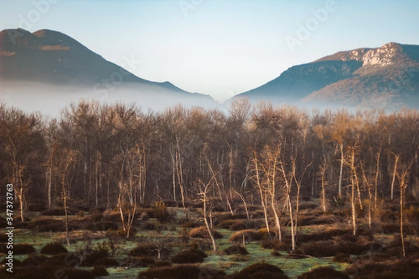 Obraz Mist behind the trees