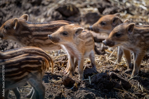 Obraz Frischlinge Wildschweine gestreift