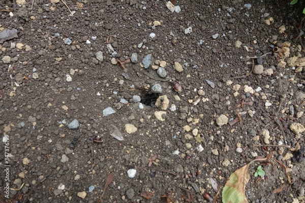 Fototapeta アリの巣を見下ろす