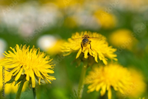 Fototapeta Honey Bee Springtime Scene pollinating Yellow Dandelion Flowers on Summer Flower Field in Swedish Landscape.