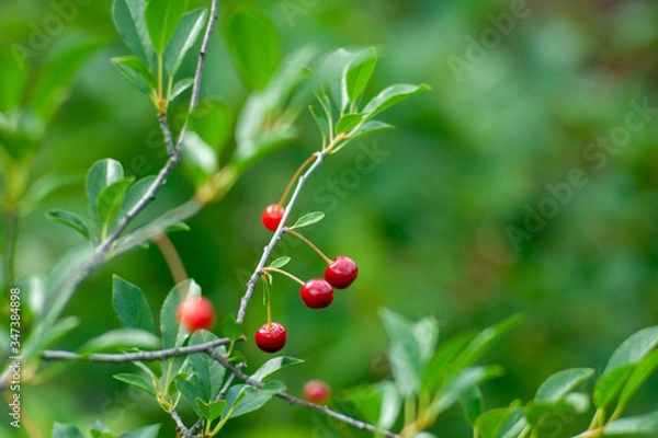 Obraz A branch of felt cherry with ripe berries in sunny weather
