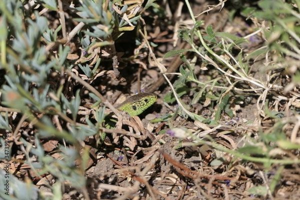 Fototapeta Zauneidechse