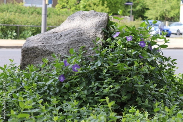 Obraz Steinblümchen