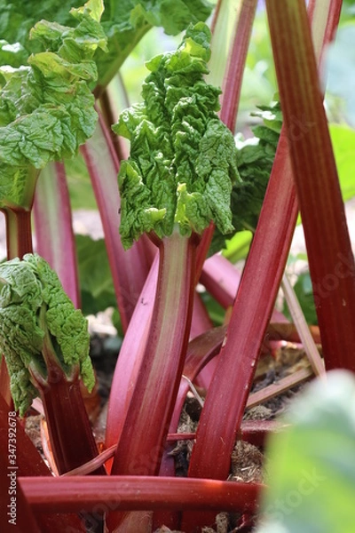 Obraz junger Rhababer