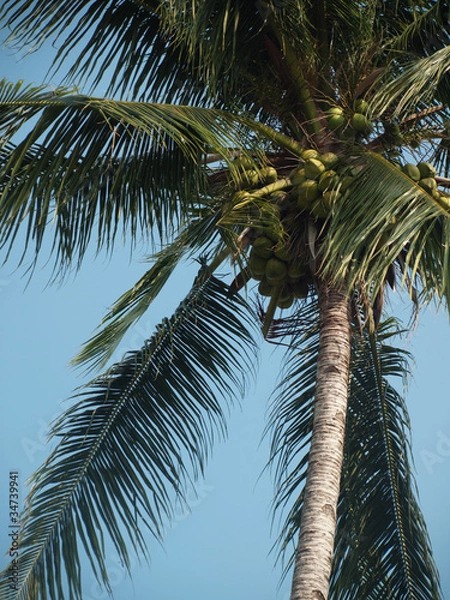 Fototapeta Coconut tree