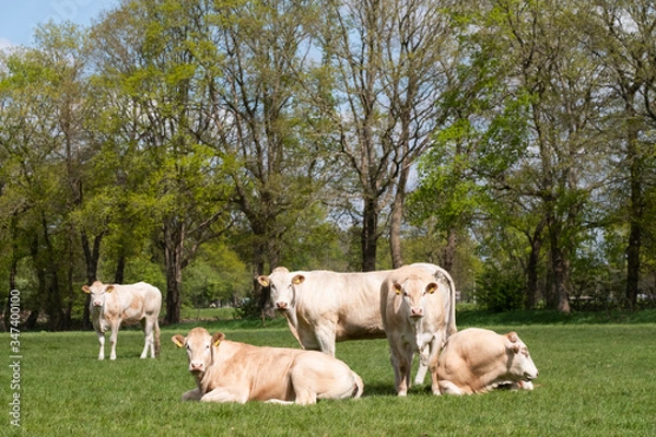 Fototapeta Herd of curious white Charolais beef cattle in a pasture in a dutch countryside. With the cows standing in a line staring curiously at the camera