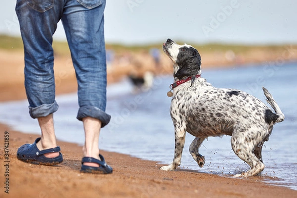 Obraz Sweet black and white spaniel dog looking up at owner on the beach. One male's legs wearing sandals. Man's best friend.
