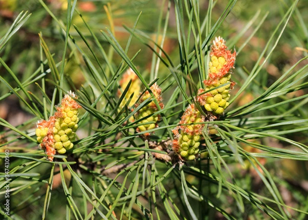 Obraz pine cones on a tree