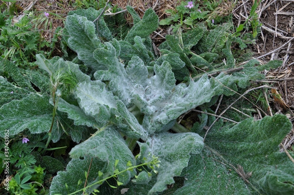 Fototapeta Unusual salvia argentea large leaves with pure white hairs and dew drops on it close up. Silver sage huge leaf closeup. Selective focus.