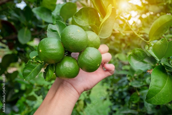 Fototapeta Hand picking fresh ripe limes on tree branches with warm sunlight background.