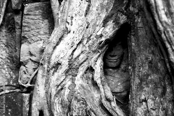Fototapeta old tree trunk