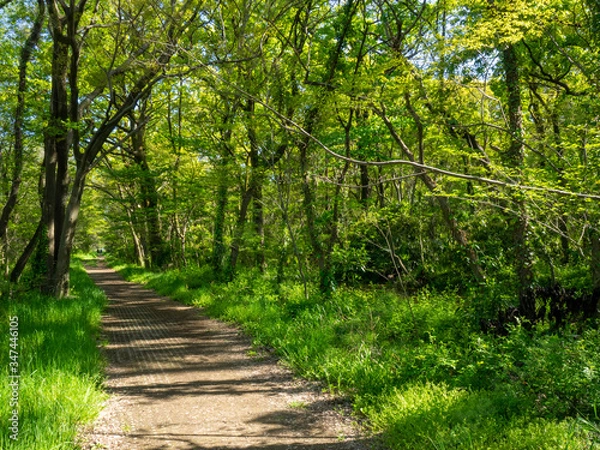 Obraz 秋ヶ瀬の雑木林