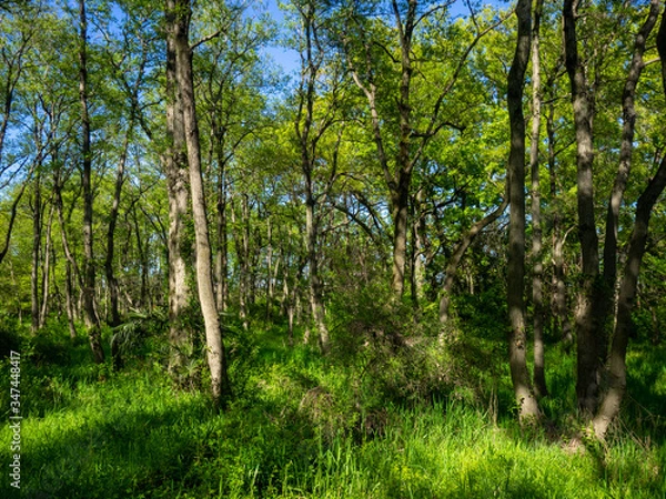 Obraz 秋ヶ瀬の雑木林