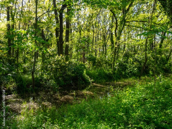 Obraz 秋ヶ瀬の雑木林