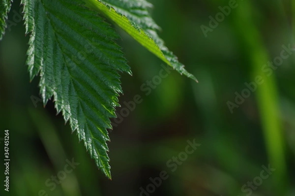 Fototapeta rain drops on a leaf