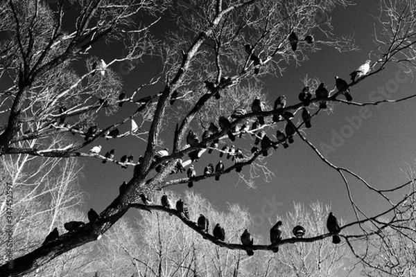 Fototapeta grunge background with tree