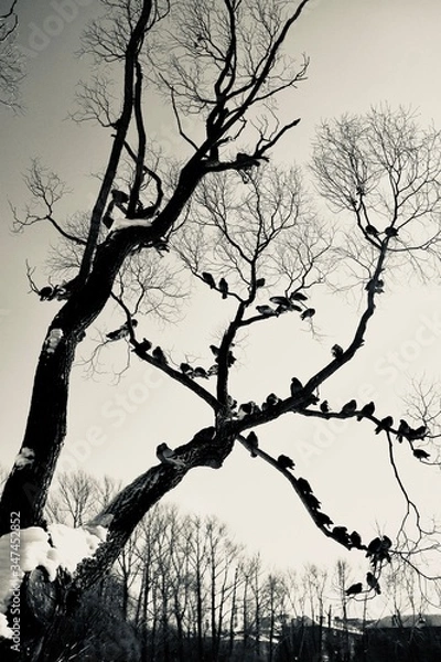 Fototapeta dead tree silhouette