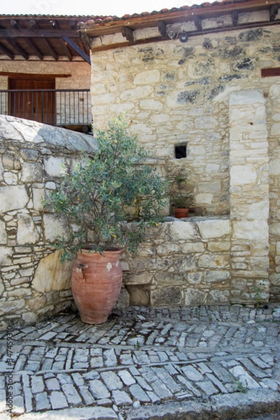 Fototapeta A small olive tree in a clay vessel against the background of the wall of an old building made of light stone
