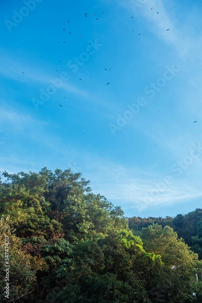 Obraz Birds circling over the forest