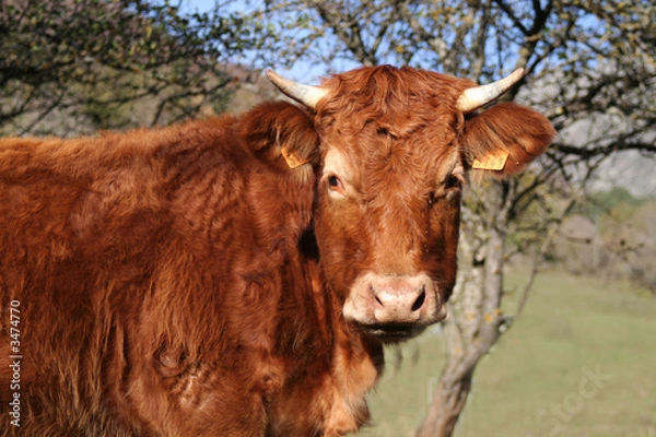 Obraz vache rousse