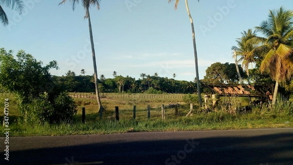 Fototapeta The path to the beach