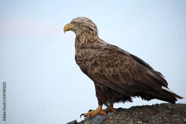 Fototapeta Brave white-tailed eagle portrait