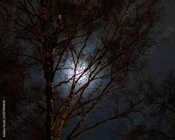 Fototapeta trees at night