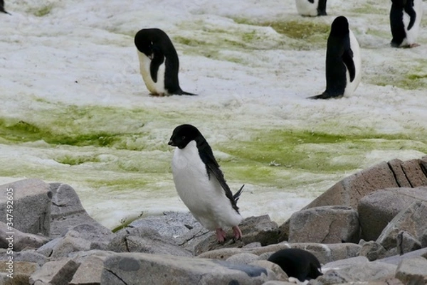 Fototapeta Jumping adelie penguin in penguin colony, Antarctica