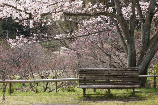 Fototapeta 古民家集落