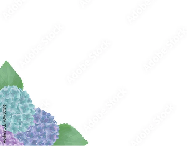 Fototapeta 紫陽花フレーム　白バック