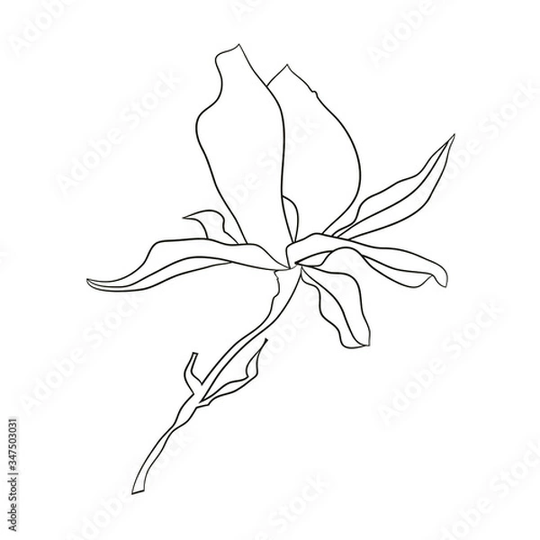 Obraz Flower element of magnolia blooming for graphic design. Fit for decorate cards, logo, posters, stickers, packing, social media, prints textile. Stock vector  illustration. Isolated on white background
