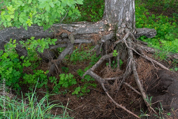 Obraz the roots of an old tree on the surface of the earth, an old tree in a park
