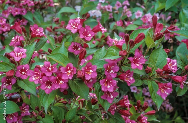 Obraz weigélia , Weigela, variete Carnaval