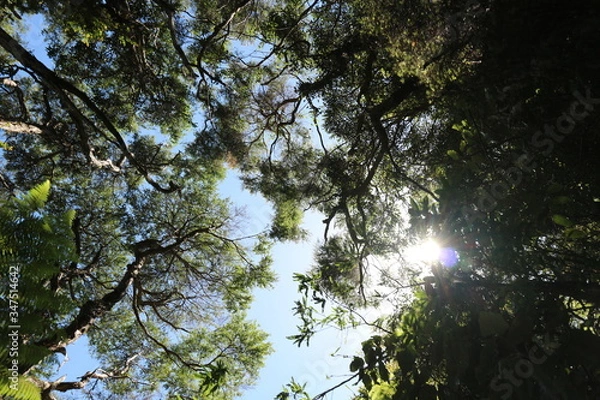 Fototapeta Trees up above