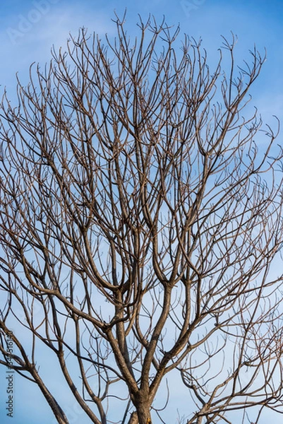 Obraz tree branches background and clear blue sky