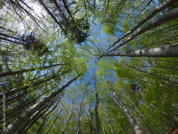 Obraz Bukowy Las - korony drzew