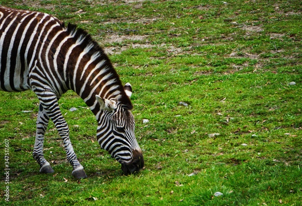 Obraz A zebra in the meadow