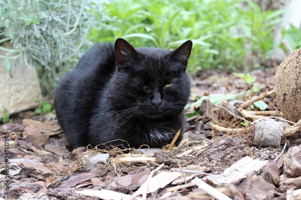 Obraz chat / chatte  noir