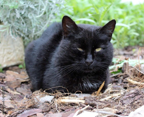 Obraz chat / chatte  noir