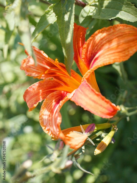 Obraz orange lily flower