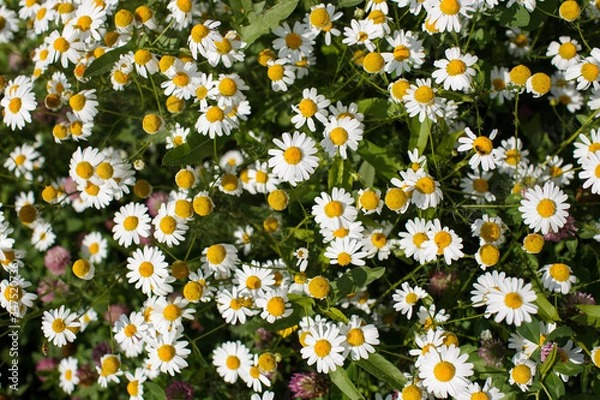 Obraz daisies in the grass
