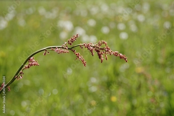 Obraz Sauerampfer