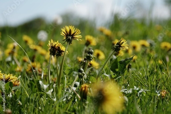 Obraz Löwenzahl, Pusteblume