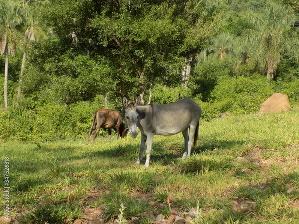 Obraz donkey in the field