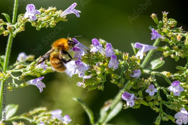 Fototapeta bee on a flower