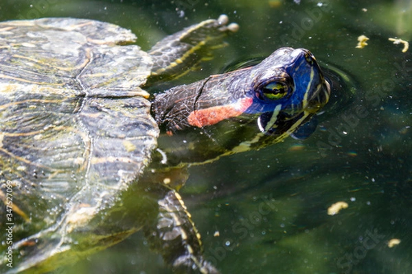 Obraz turtle in the water