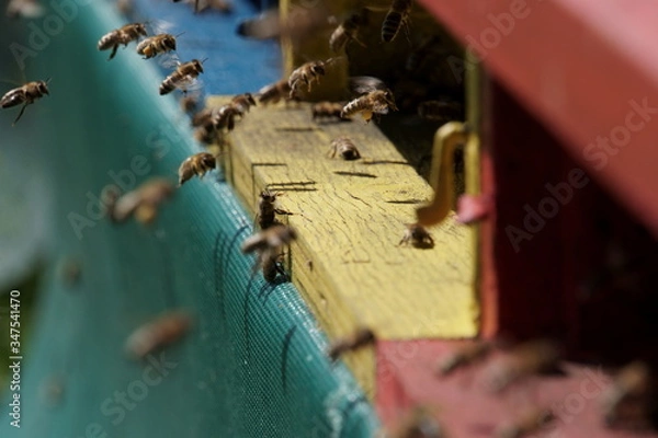 Obraz Honigbiene