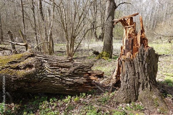 Fototapeta A large tree is broken by a hurricane at the very root. Aftermath of the storm