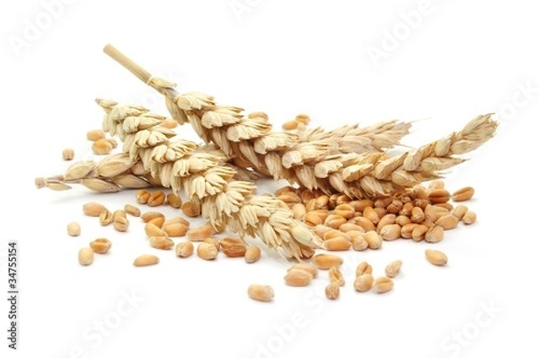 Obraz Kłos pszenicy