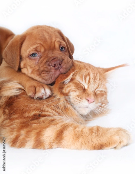 Obraz Cat and pup